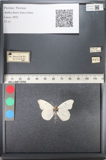 Media type: image;   Entomology 133688